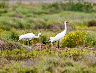 Two large white crane stand in a field of green grass and yellow flowers..