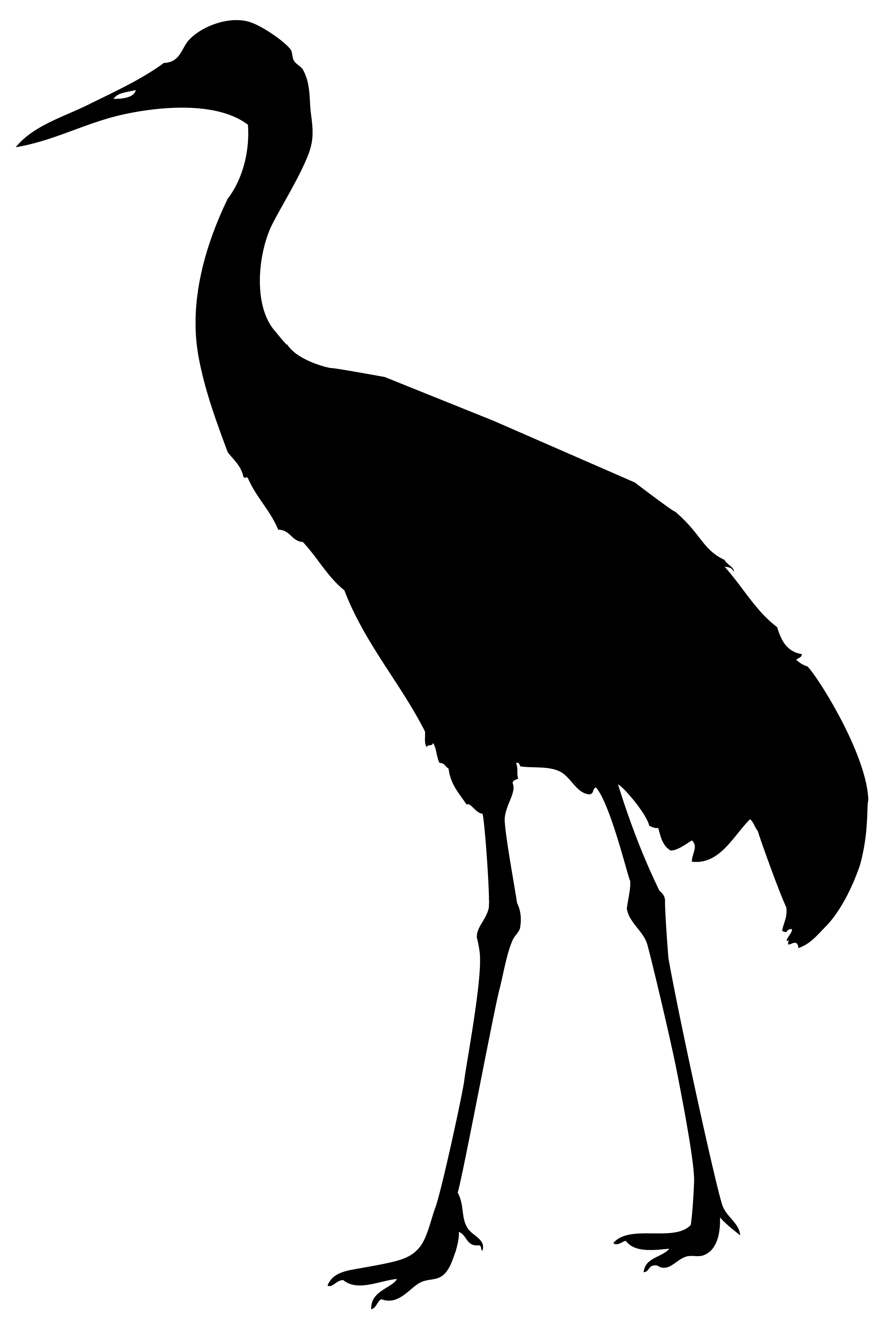 Gruiformes