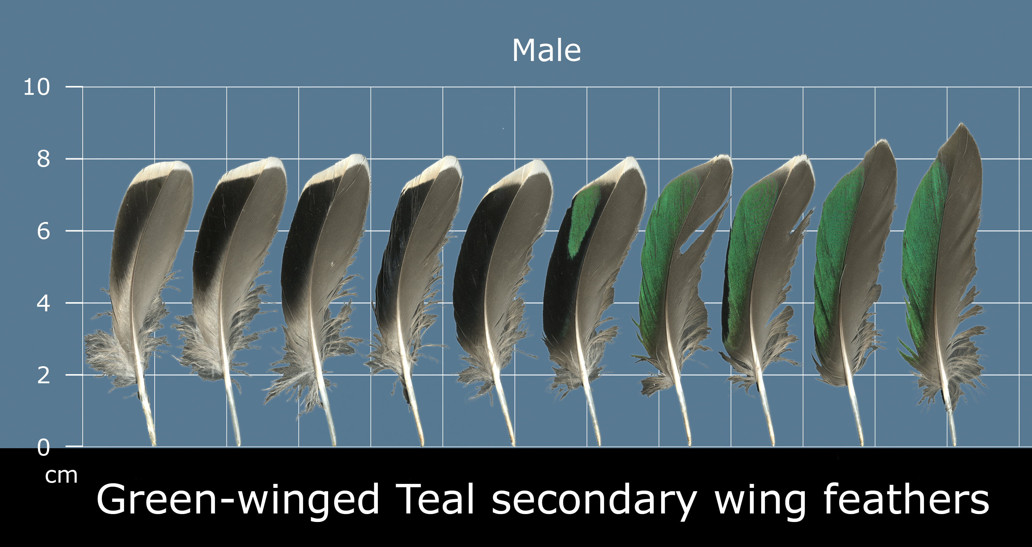 Green-winged teal secondary wing feathers