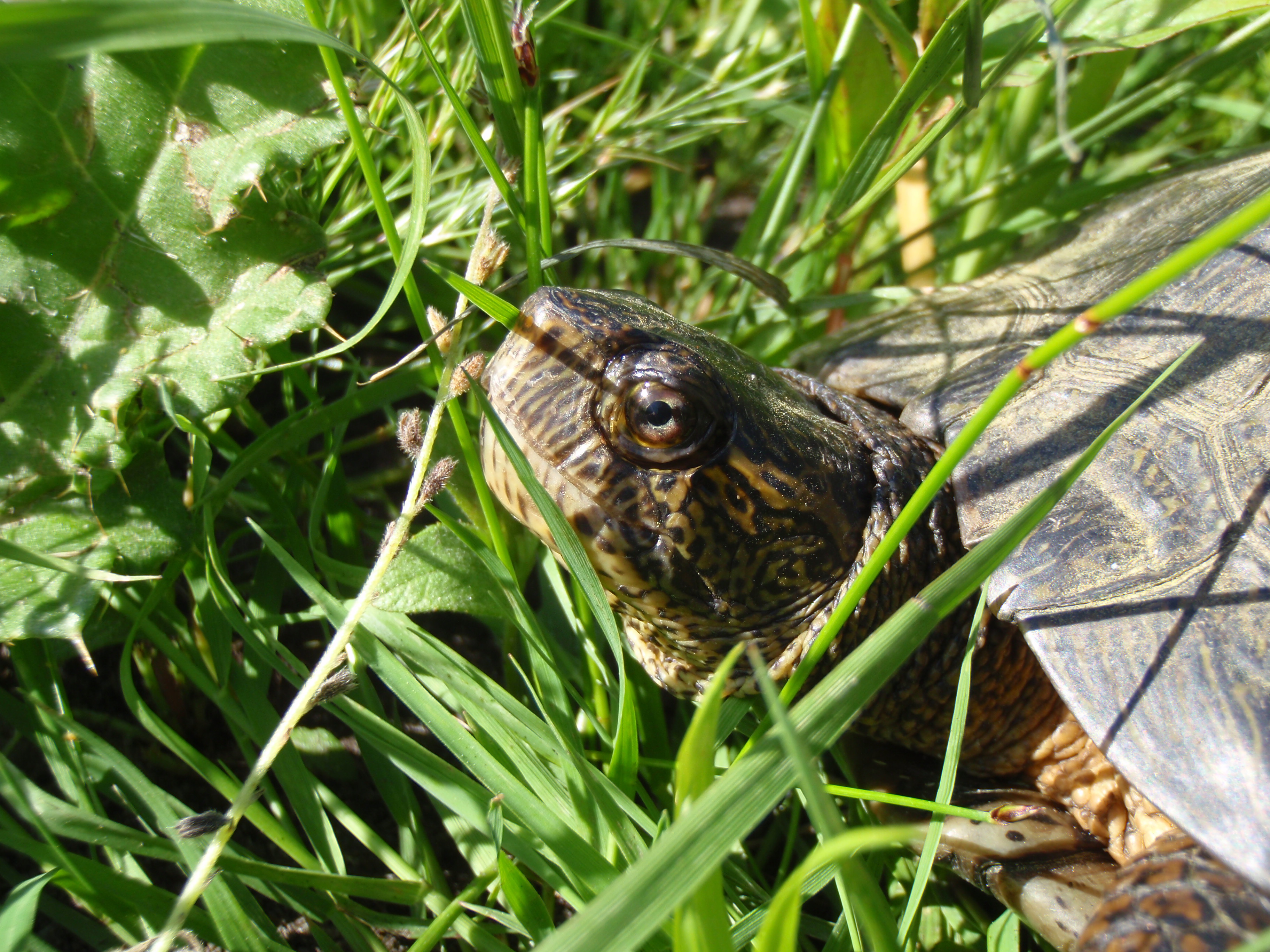 Western pond turtle in Lakewood, WA. | FWS.gov