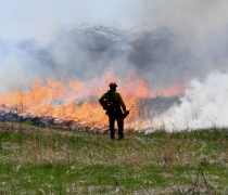 Wildland fire professional wearing proper protective equipment standing with back to camera in silhouette facing burning grassland and smoke with green grass in foreground