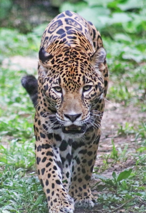 A jaguar at the Belize Zoo