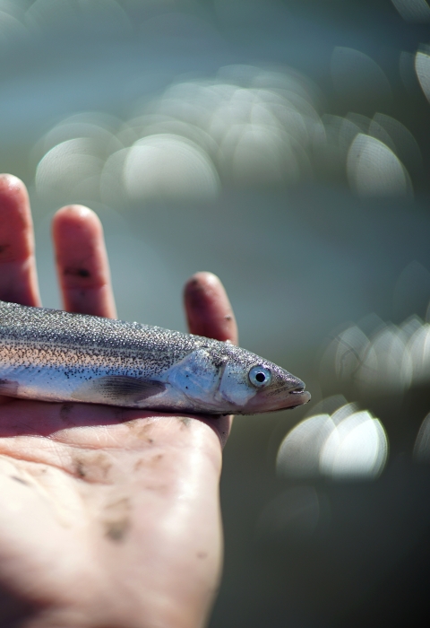 small fish in a person's hand