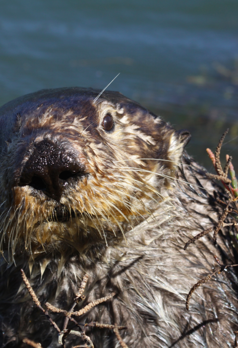 A close up of a sea otter