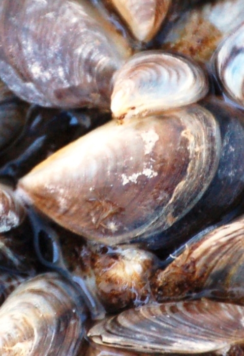 A couple dozen mussels with brown-black-and-white-striped shell together on the ground