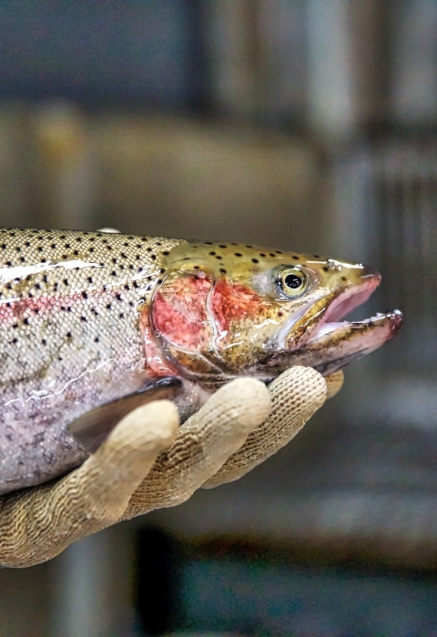 A fish held in a person's hands