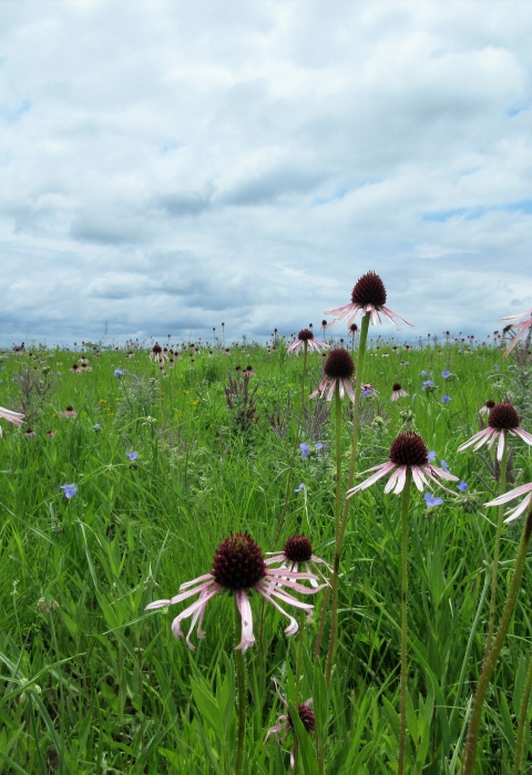 Field of pale purple coneflower, spiderwort and leadplant flowers