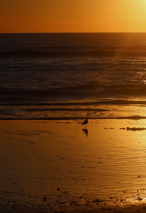 silhouette of coastline with birds walking by water