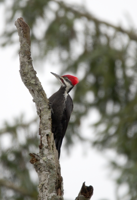 Pileated woodpecker in the woods by Jake Bonello/USFWS