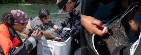 Two photos combined. On the left, Service intern, Suzena Arias, assists biologist with the tagging of a Chinook salmon while being filmed by a third person. The image on the right is a closeup of the tagging of the salmon.