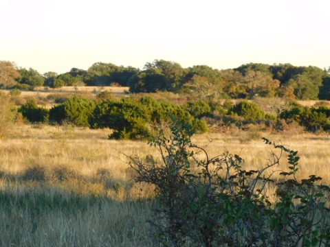 Grassland Habitat Balcones Canyonlands National Wildlife Refuge