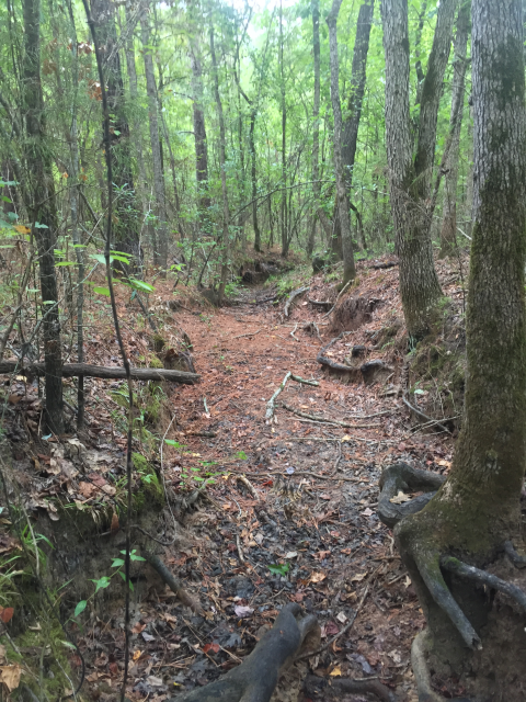 Bottomland Hardwood Forest Neches River National Wildlife Refuge