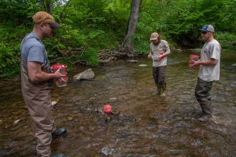 Three biologist stand knee-deep in a creek, holding plastic containers, each containing a crayfish.