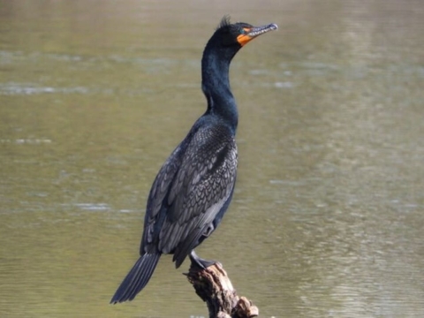 Double Crested Cormorant on log