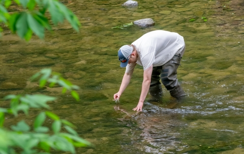 Biologist placing a crayfish in the river.