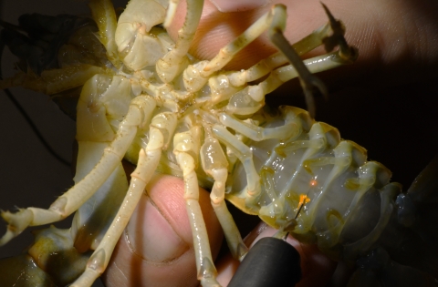 A device inserts an orange tag into a crayfish's abdomen.