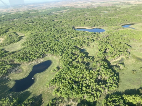 aerial view of wetlands and forests
