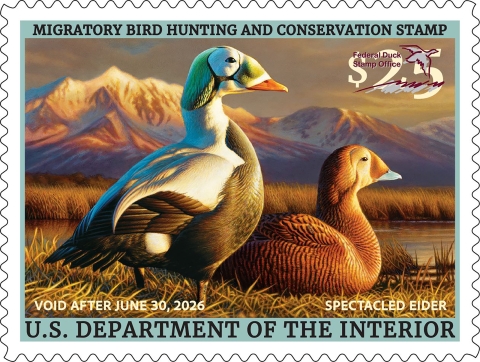 2025-2026 Federal Duck Stamp featuring a pair of spectacled eiders on the ground in grassy area.