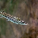 A small, spotted fish swimming.