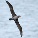 bird with long wings soaring over sea