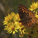 Oregon silverspot butterfly on a yellow flower
