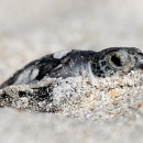 Green sea turtle hatchling in the sand