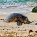 A green sea turtle lays on th ebeach.