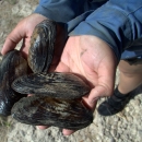 Hands holding four Texas hornshell mussels