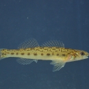 A pearl darter in water. The common name, pearl darter, is derived from iridescent patches on its gill covers resembling the coloration of a pearl.