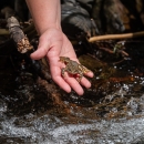 a tan and black speckled frog jumps from a biologist's hand into a bubbling creek