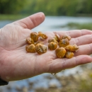 Yellow juvenile Appalachian Monkeyface mussels in the palm on someone's hand