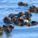 Many sea otters floating in the ocean