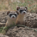 Two curious animals with long necks and what looks like black masks around their eyes peek out from a burrow in the ground.