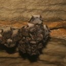 a group of little brown bats clinging to the roof of a cave