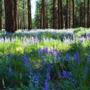 Trees and lupine at Metolius Preserve in Oregon by Bonnie Moreland