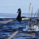 Ring-necked Duck, Wiley Waterfowl Production Area