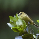 An ʻakekeʻe Birds perches on a green branch. It has a yellowish-green body with a tiny black eye.
