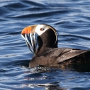 A tufted puffin in summer plumage holding several small silver fish crosswise in its bill.