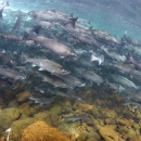 A huge school of silver fishes swimming in a stream