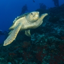 A large sea turtle swimming along a reef
