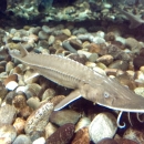 A Shovelnose sturgeon hovers over rocks at the bottom of a water