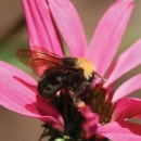 a bumble bee on a pink flower