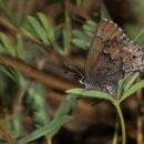 A small brown butterfly rests on a green plant