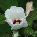One white cup-shaped flower with crimson base sounded by green leaves