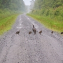 Flock of wild turkeys, 9 young and the mother, walking in a line from one green road shoulder across a brown road to the other green road shoulder.