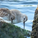 Two different species of small gray, white and brown shorebirds feed together on green moss/algae covered rocks