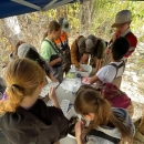 a group of students crowd a table with white tubs full of macroinvertebrates and detritus/decaying leaves