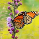 Two monarch butterflies sip nectar from a blooming blazing star plant