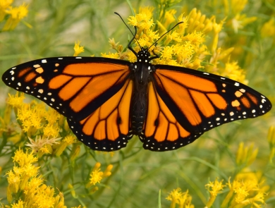 Male monarch butterfly on rabbitbrush