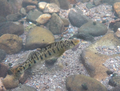 A striped fish, Roanoke logperch, swims along a rocky stream.